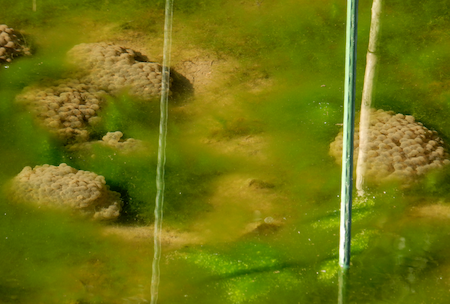 f:id:segawabiki:20160221220928p:image