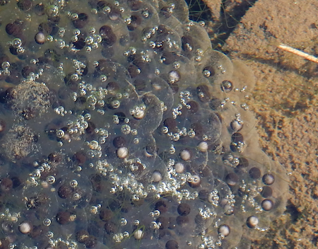 f:id:segawabiki:20160221220930p:image