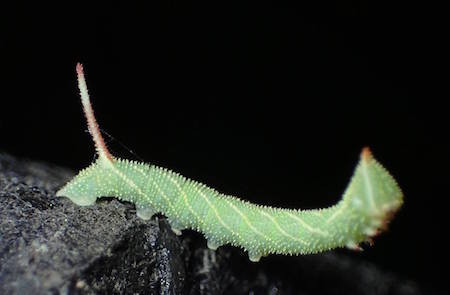 f:id:segawabiki:20160717215040j:image