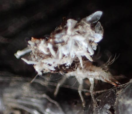 f:id:segawabiki:20160717215041j:image