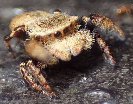 f:id:segawabiki:20160717215042j:image