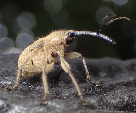 f:id:segawabiki:20160717215043j:image