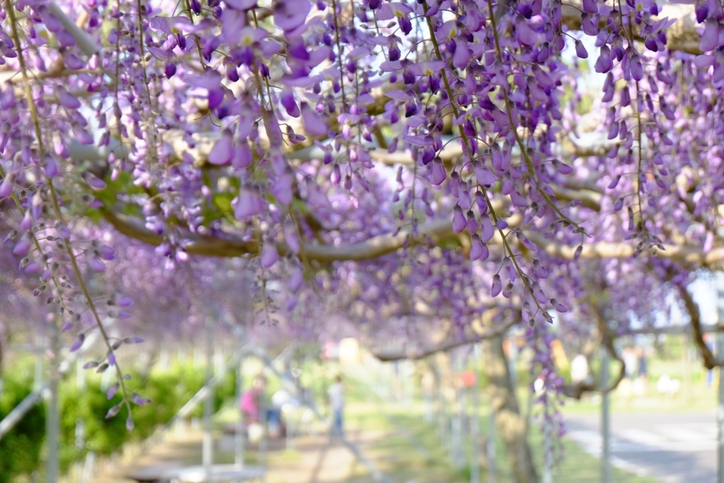 作例レビュー】XC16-50mm F3.5-5.6 OIS 安くても実力派!富士 作例レビュー】XC16-50mm F3.5-5.6 OIS 安くても実力派!富士