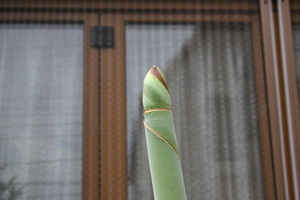 f:id:seiama:20050830121753j:image