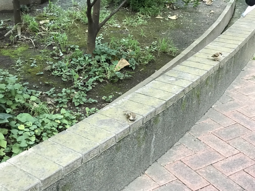 f:id:seibutuheiki:20180908143056j:plain f:id:seibutuheiki:20180908143056j:plain