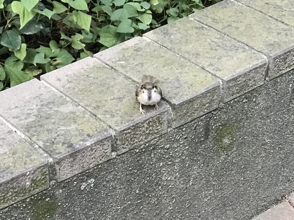 f:id:seibutuheiki:20180908143155j:plain f:id:seibutuheiki:20180908143155j:plain