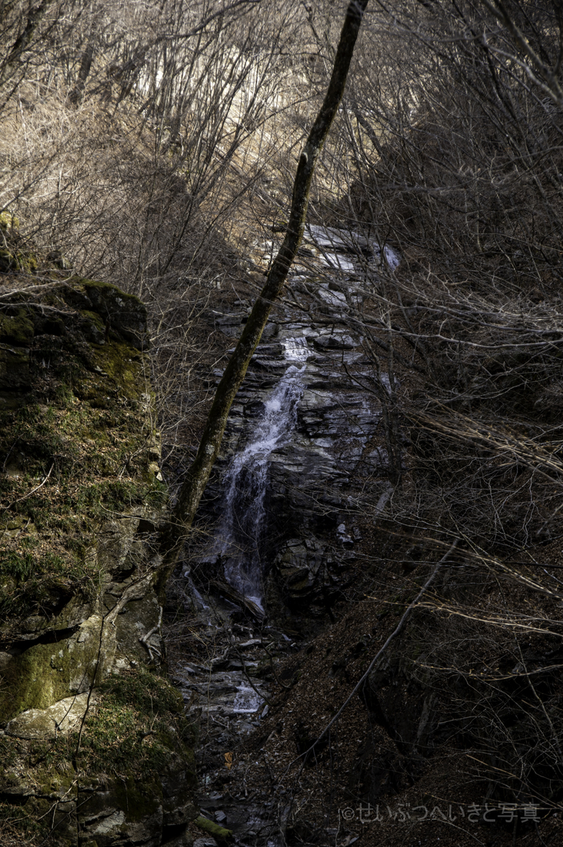 f:id:seibutuheiki:20200328151519j:plain f:id:seibutuheiki:20200328151519j:plain