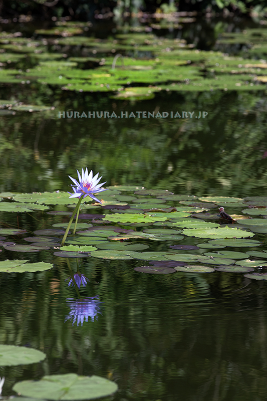 モネの庭マルモッタン青い睡蓮