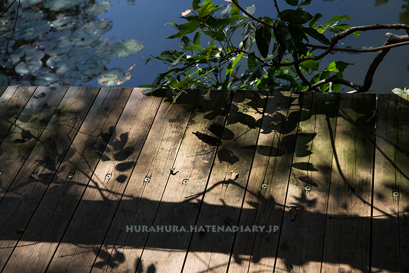 モネの庭マルモッタン影