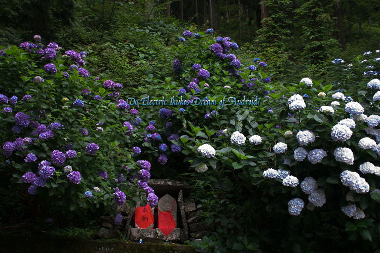 f:id:seicolin:20190709110823j:plain