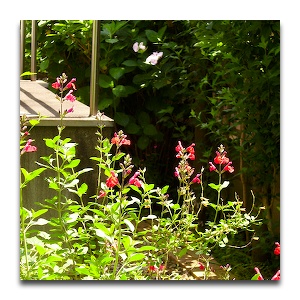 f:id:seienkyo:20100613224833j:image f:id:seienkyo:20100613224833j:image