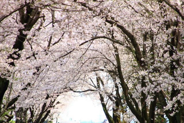 木曽三川公園界隈の桜とチューリップ Seigoy S Diary