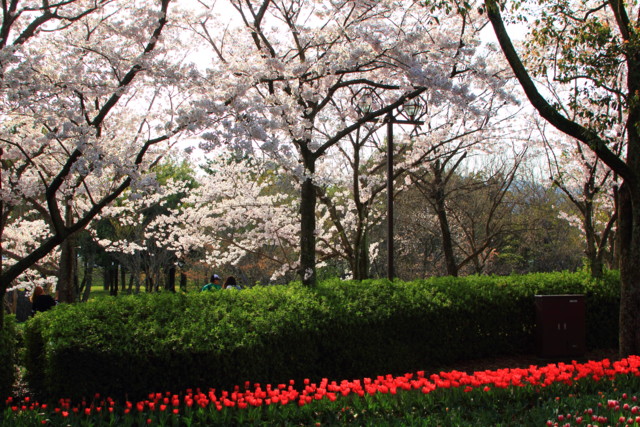 木曽三川公園界隈の桜とチューリップ Seigoy S Diary