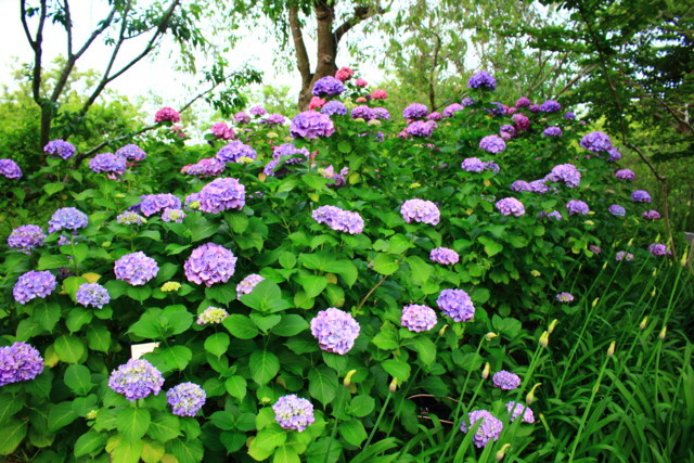 f:id:seigoy:20170610183518j:plain f:id:seigoy:20170610183518j:plain