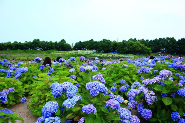 f:id:seigoy:20170610185700j:plain f:id:seigoy:20170610185700j:plain