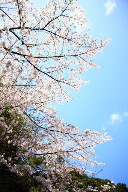 f:id:seigoy:20180331125406j:plain f:id:seigoy:20180331125406j:plain
