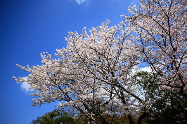 f:id:seigoy:20180331125613j:plain f:id:seigoy:20180331125613j:plain