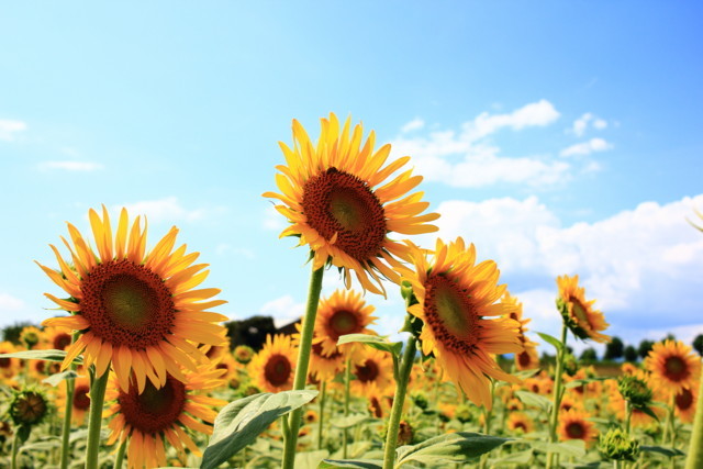 f:id:seigoy:20180811143742j:plain f:id:seigoy:20180811143742j:plain