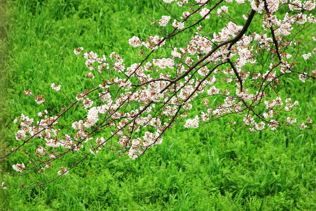f:id:seigoy:20190330092252j:plain f:id:seigoy:20190330092252j:plain