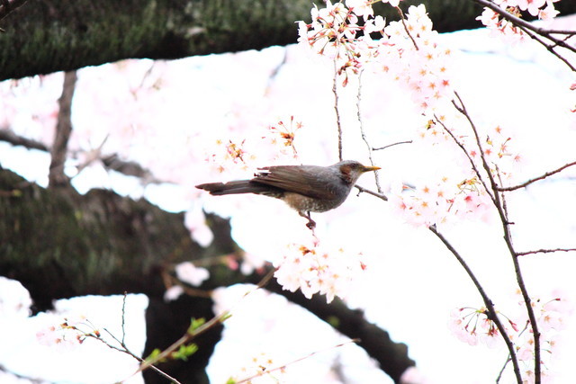 f:id:seigoy:20190330093848j:plain f:id:seigoy:20190330093848j:plain