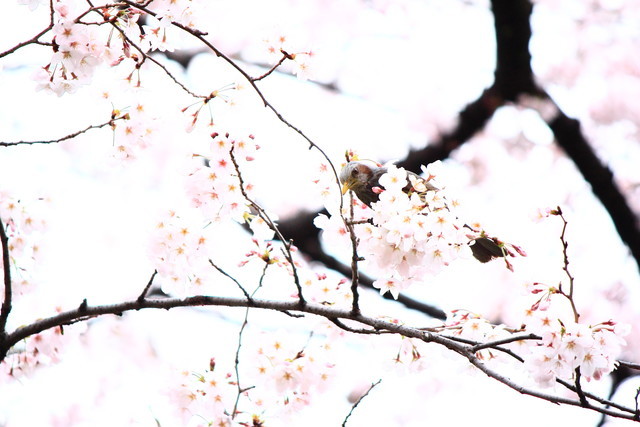 f:id:seigoy:20190330093928j:plain f:id:seigoy:20190330093928j:plain