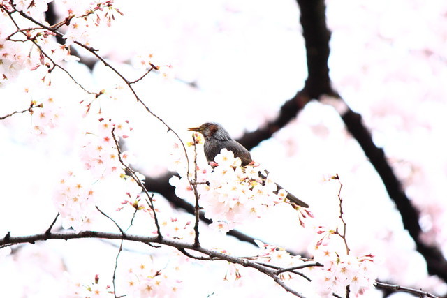 f:id:seigoy:20190330093934j:plain f:id:seigoy:20190330093934j:plain
