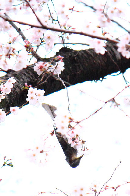 f:id:seigoy:20190330094013j:plain f:id:seigoy:20190330094013j:plain