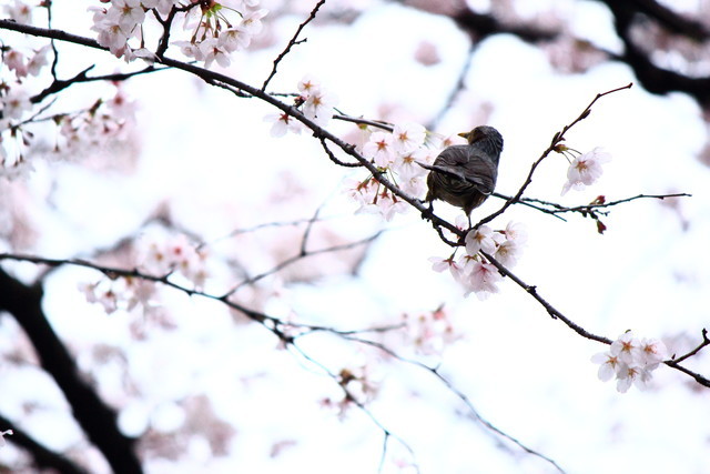 f:id:seigoy:20190330094647j:plain f:id:seigoy:20190330094647j:plain