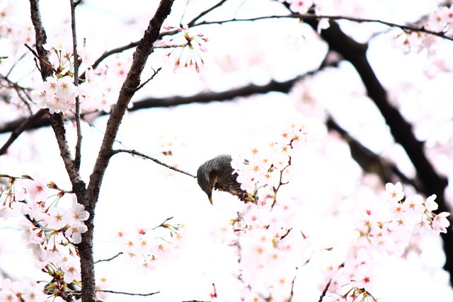 f:id:seigoy:20190330094706j:plain f:id:seigoy:20190330094706j:plain