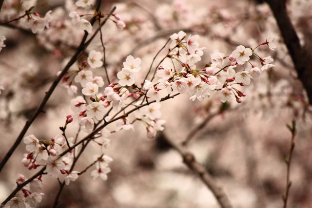 f:id:seigoy:20190330095151j:plain f:id:seigoy:20190330095151j:plain