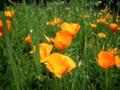 [Stanford University]Poppy @ Medical Center, Stanford University