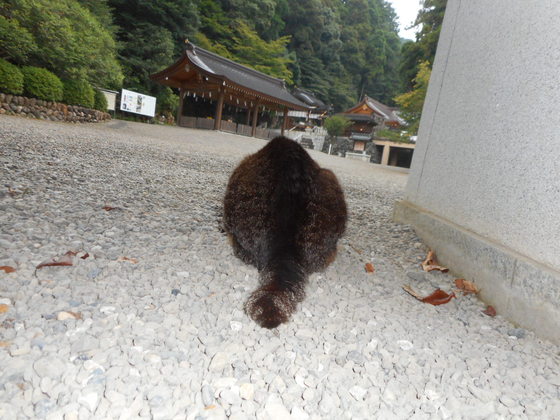 イメージ 5