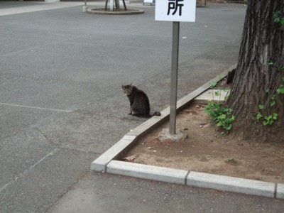 イメージ 7