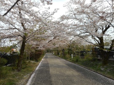 イメージ 3