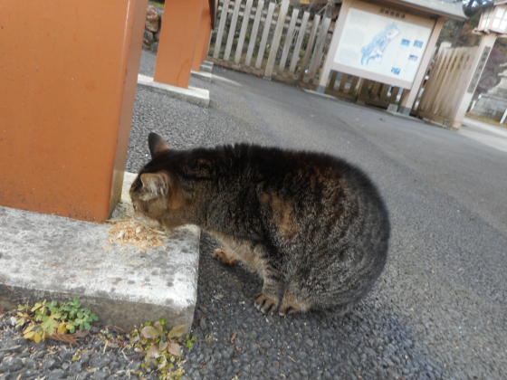 イメージ 5