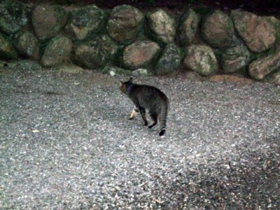 イメージ 5