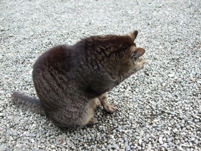 イメージ 5