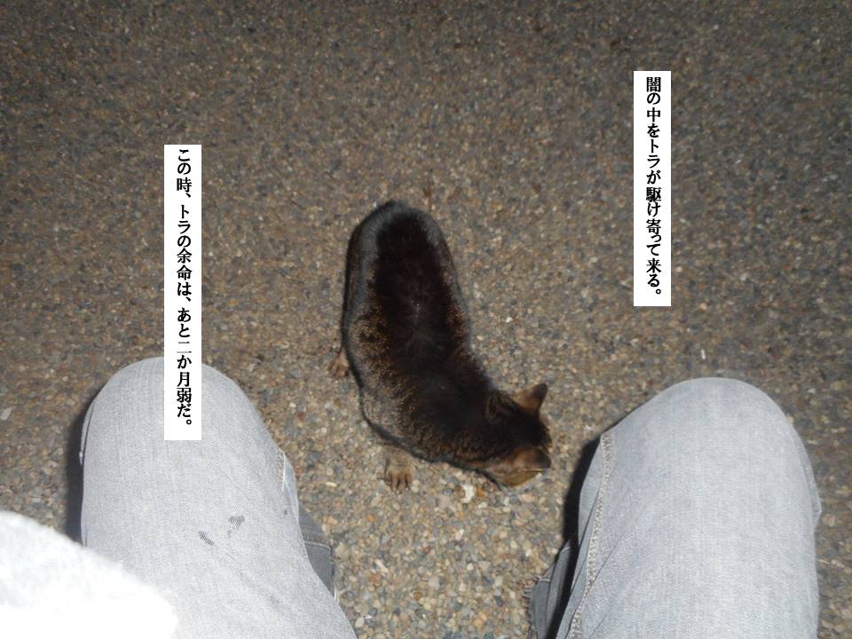 f:id:seiichiconan:20200217194355j:plain