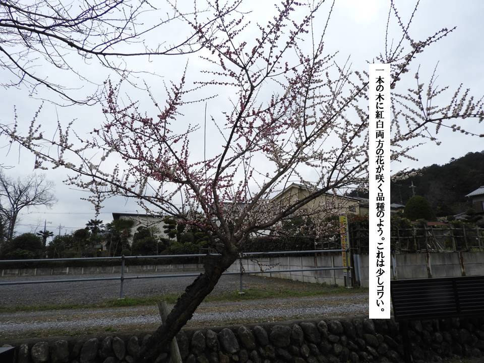 f:id:seiichiconan:20200227034620j:plain
