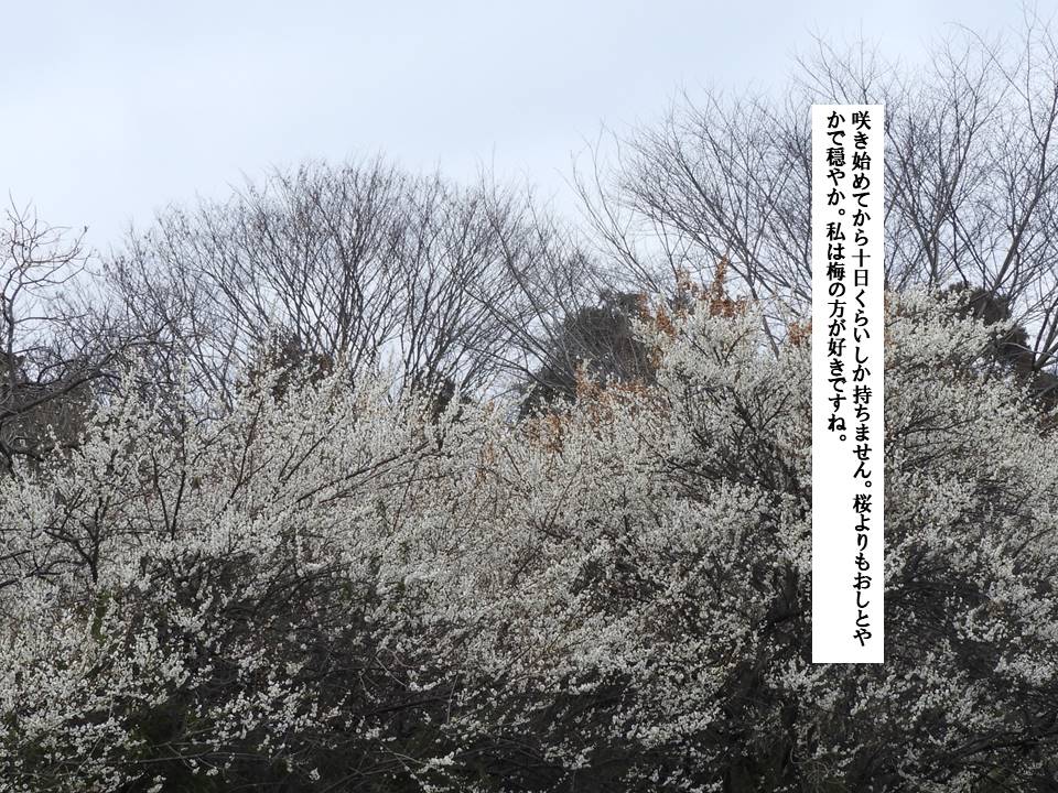 f:id:seiichiconan:20200227034634j:plain