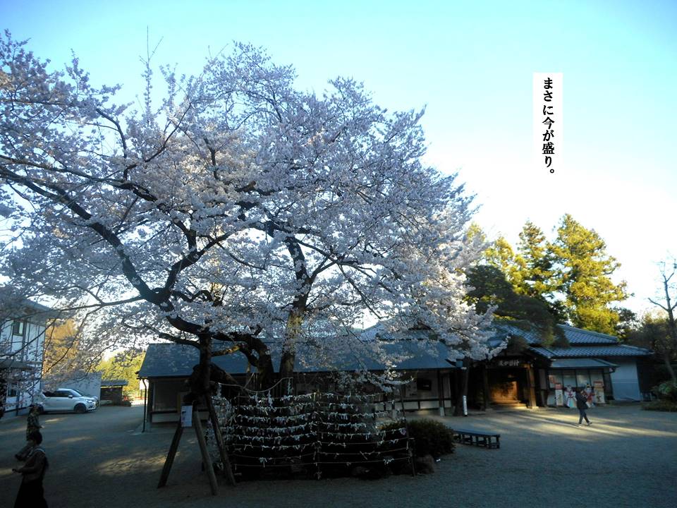 f:id:seiichiconan:20200326034608j:plain