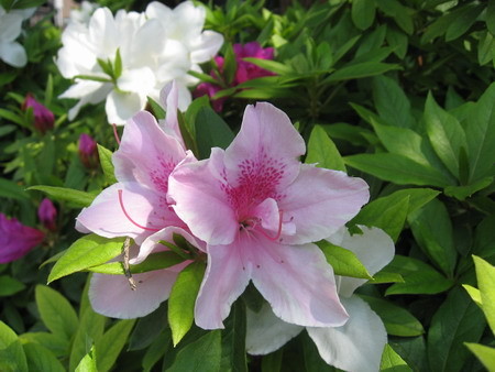 f:id:seijik99:20070430233938j:image