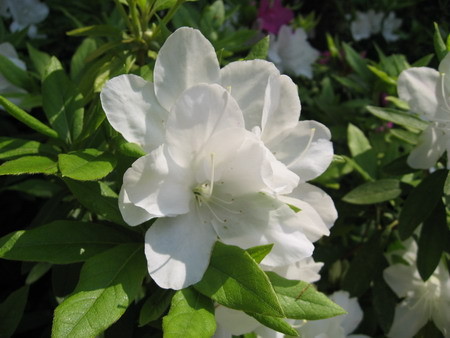 f:id:seijik99:20070430234017j:image