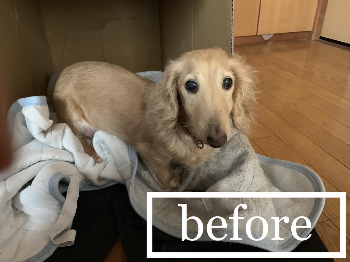 ゴールデンウィークなので数ヶ月ぶりに犬をシャンプーしました