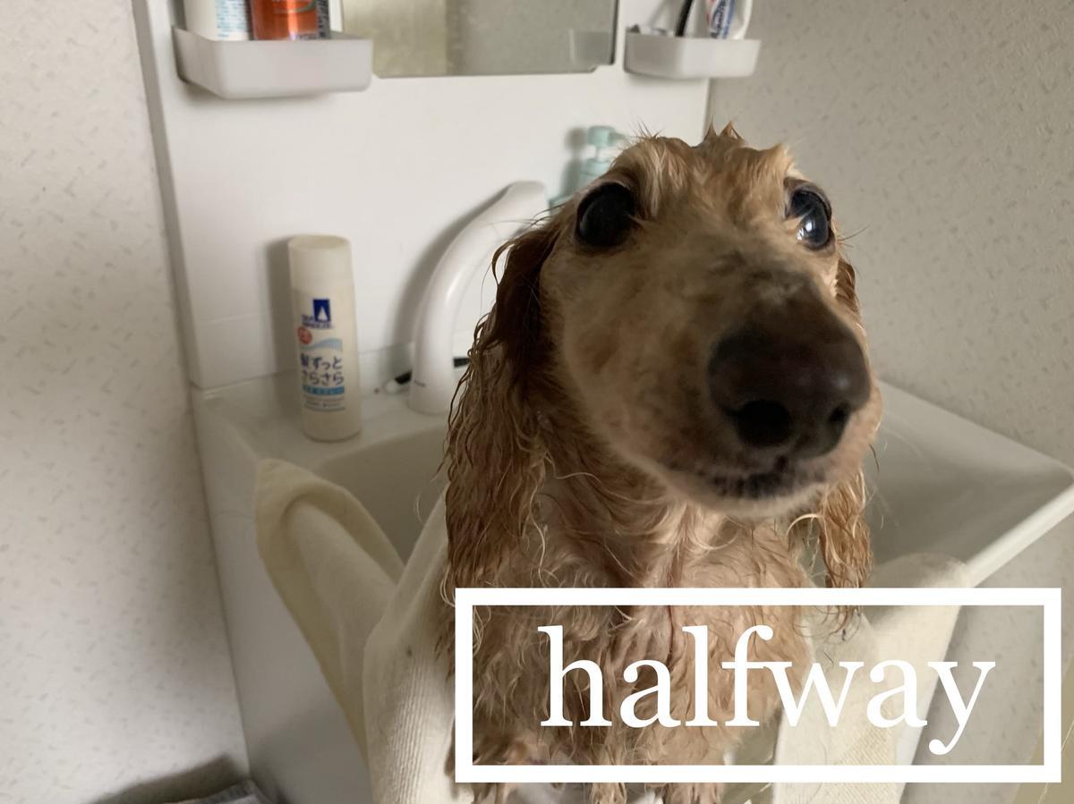 ゴールデンウィークなので数ヶ月ぶりに犬をシャンプーしました