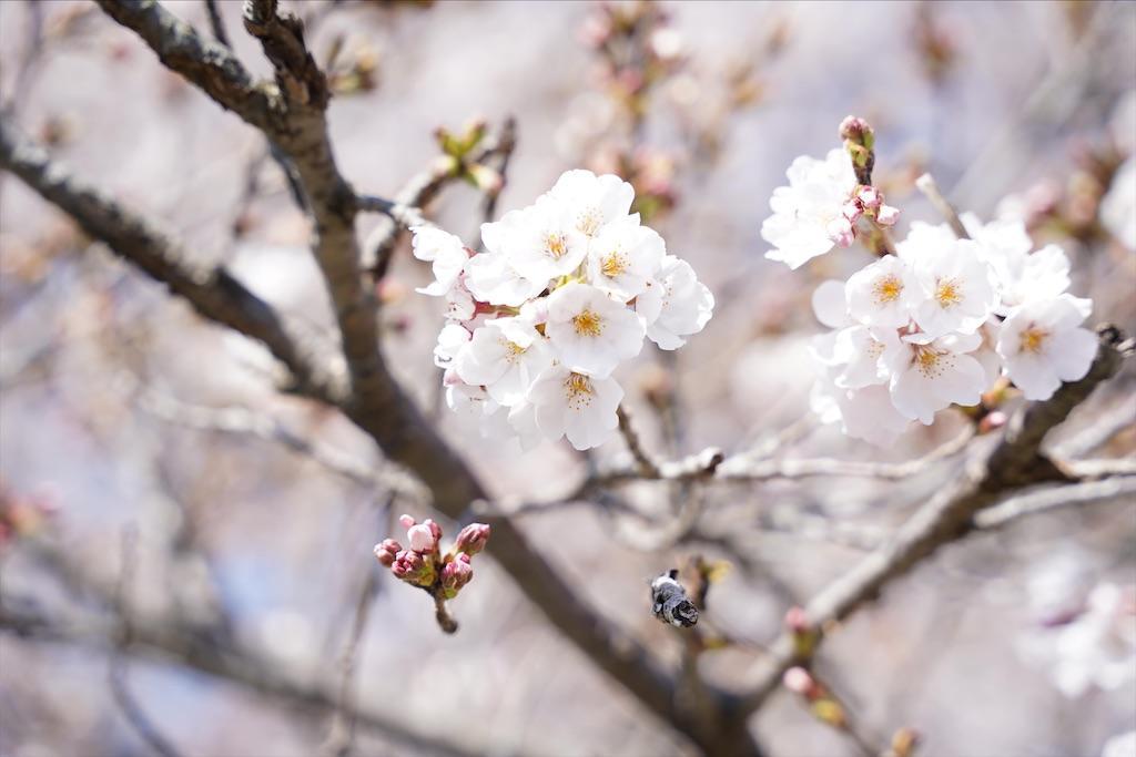 f:id:seikatsuhogo:20200329062923j:image f:id:seikatsuhogo:20200329062923j:image