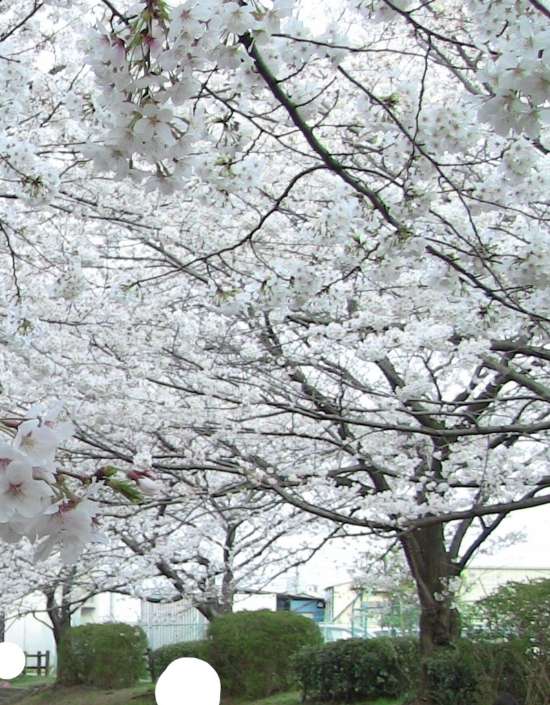 f:id:seikatsulog:20180322224611j:plain f:id:seikatsulog:20180322224611j:plain