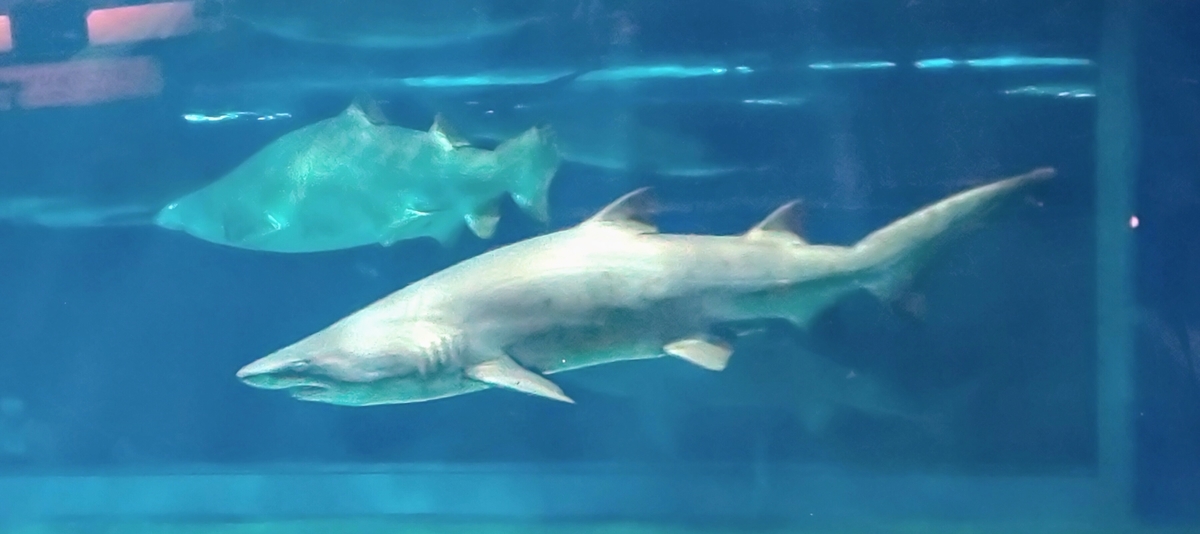 f:id:seikatu40:20190824234120j:plain