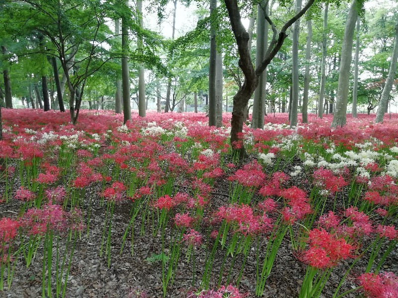 f:id:seiko_udoku:20201004102633j:plain