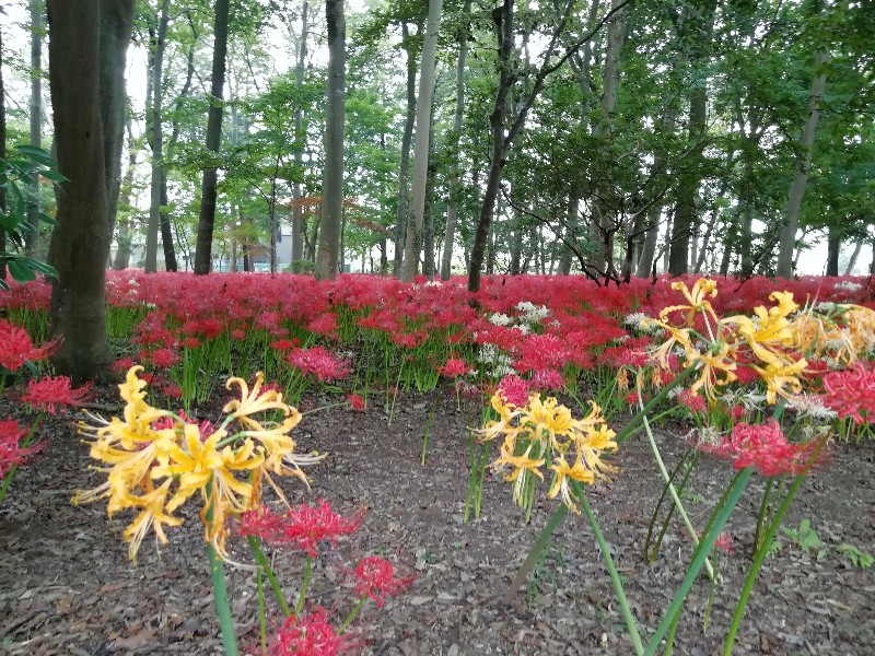 f:id:seiko_udoku:20201004102707j:plain